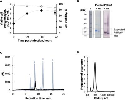 A novel asexual blood-stage malaria vaccine candidate: PfRipr5 formulated with human-use adjuvants induces potent growth inhibitory antibodies